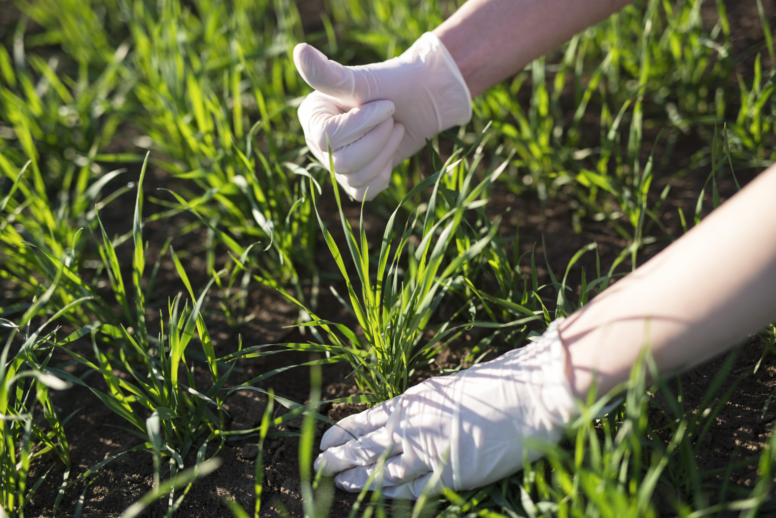 Fertilization