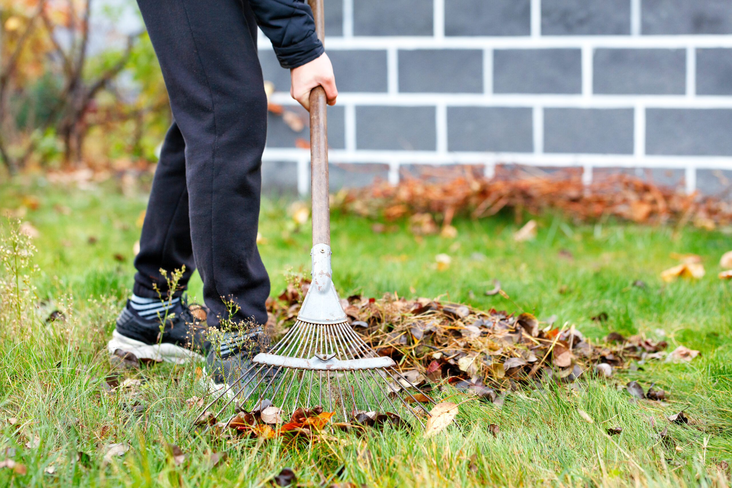 Seasonal Cleanup